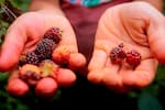 Cinco asociaciones productoras de Santander le proveen mango, guayaba, lulo y mora a Postobón