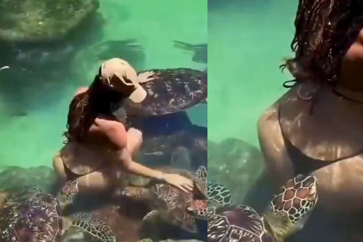 Una modelo fue mordida por una tortuga marina en Zanzíbar: el momento quedó grabado