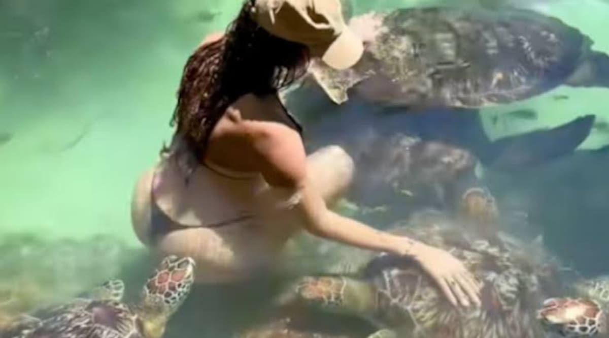 Tortuga sorprende a modelo y la muerde en las nalgas mientras nadaba.