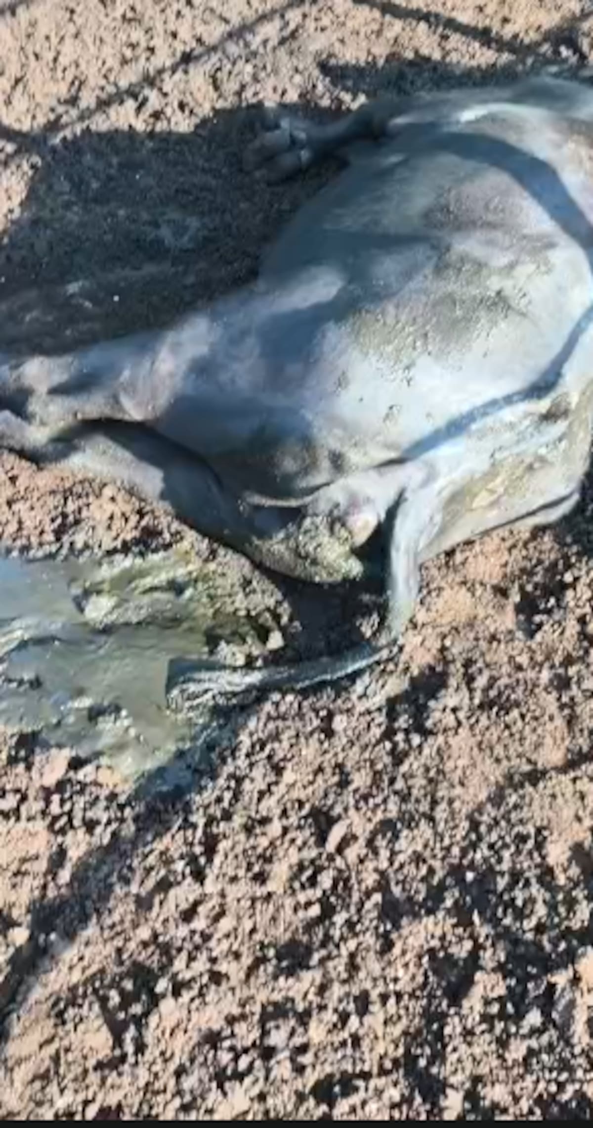 Fedepesan denunció la muerte de varios búfalos en los sectores de Caño Rosario y Caño San Silvestre y solicitó a las autoridades ambientales y sanitarias realizar inspecciones y análisis de agua y lodos para establecer las causas del hecho.
Captura de video