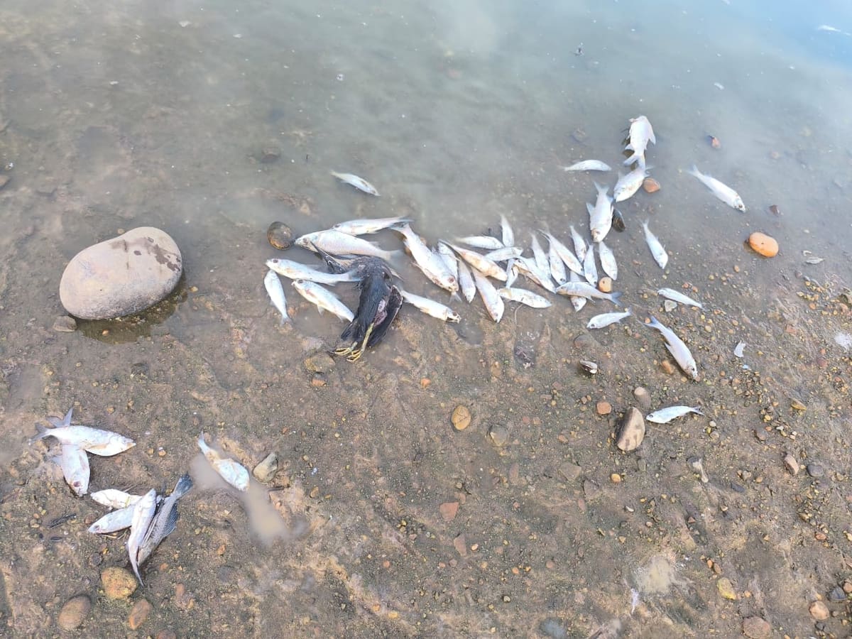 Pescadores también reportaron una mortandad de peces en el caño San SIlvestre de Barrancabermeja.