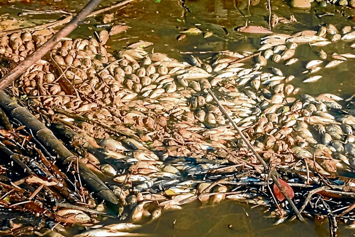 Mortandad de peces en el río Lebrija (fotos suministradas / VANGUARDIA).
