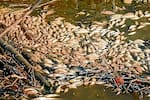 El cementerio flotante de pescados del río Lebrija: ¿quién se hace responsable?