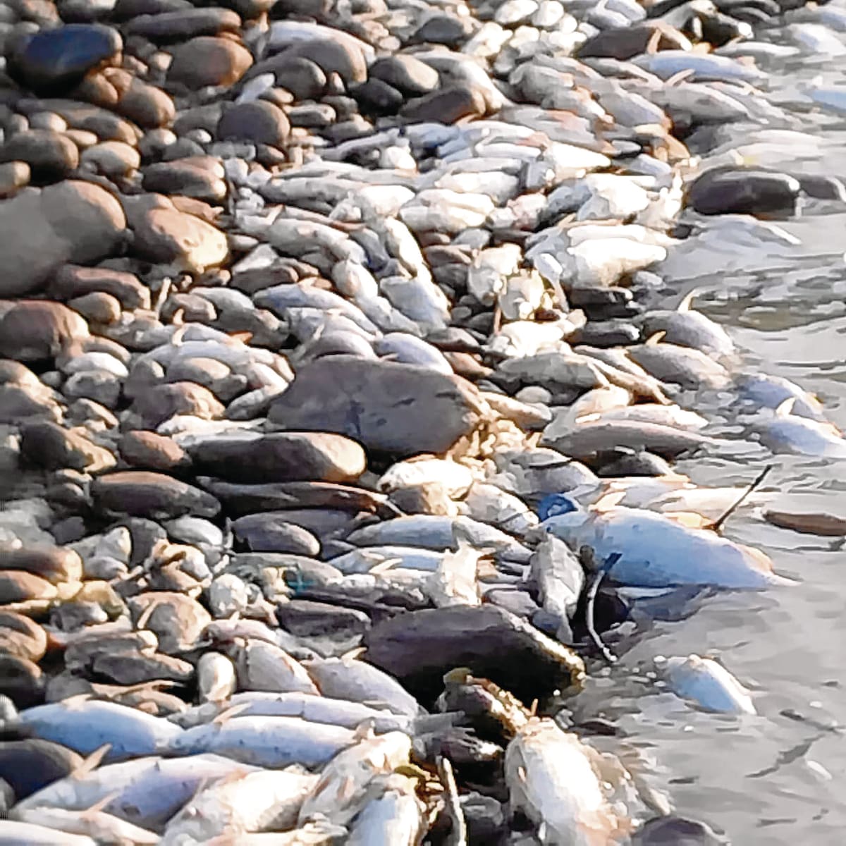 Mortandad de peces en el río Lebrija (fotos suministradas / VANGUARDIA).
