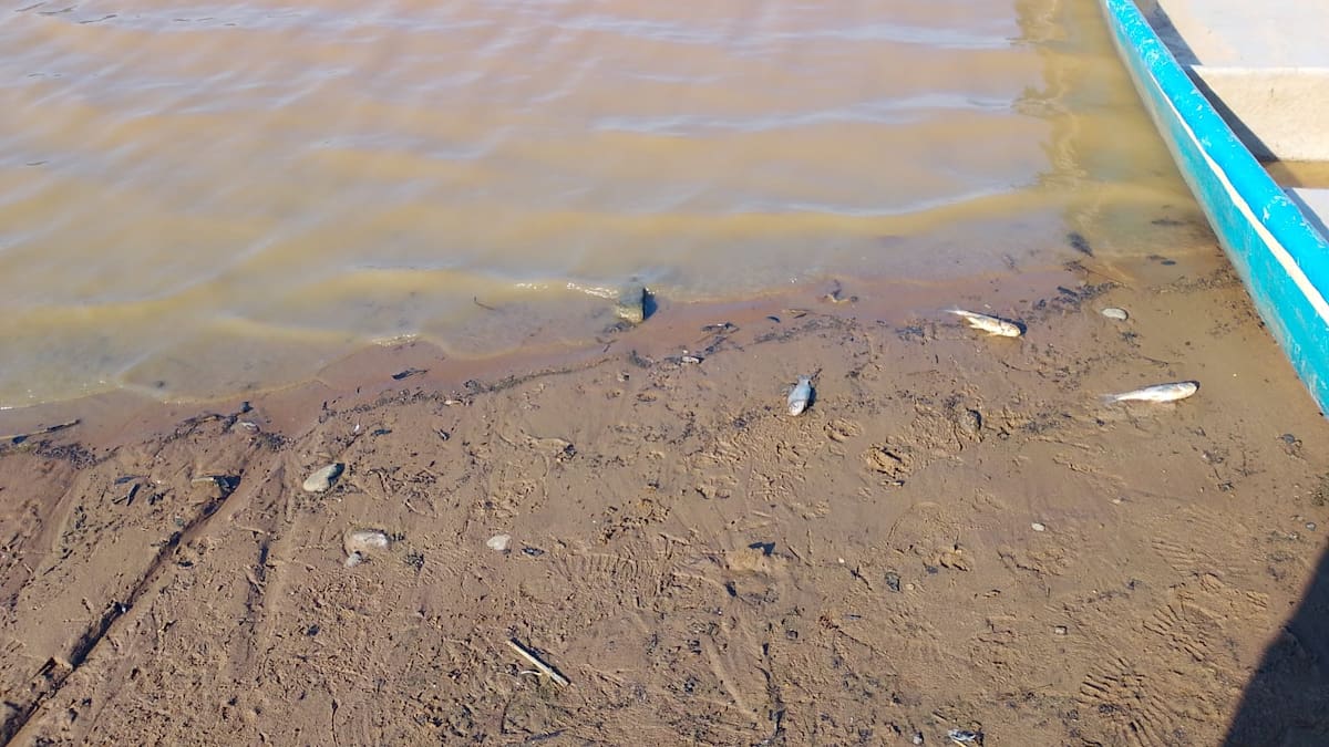 Pescadores de El Llanito alertaron sobre la aparición de rayas, bocachicos y alevinos muertos en la ciénaga y solicitaron la intervención urgente de las autoridades ambientales para establecer las causas del fenómeno.
Suministrada/Vanguardia