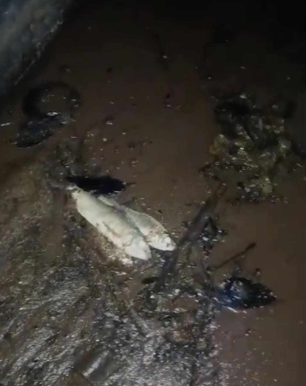 Pescadores de El Llanito alertaron sobre la aparición de rayas, bocachicos y alevinos muertos en la ciénaga y solicitaron la intervención urgente de las autoridades ambientales para establecer las causas del fenómeno.
Suministrada/Vanguardia