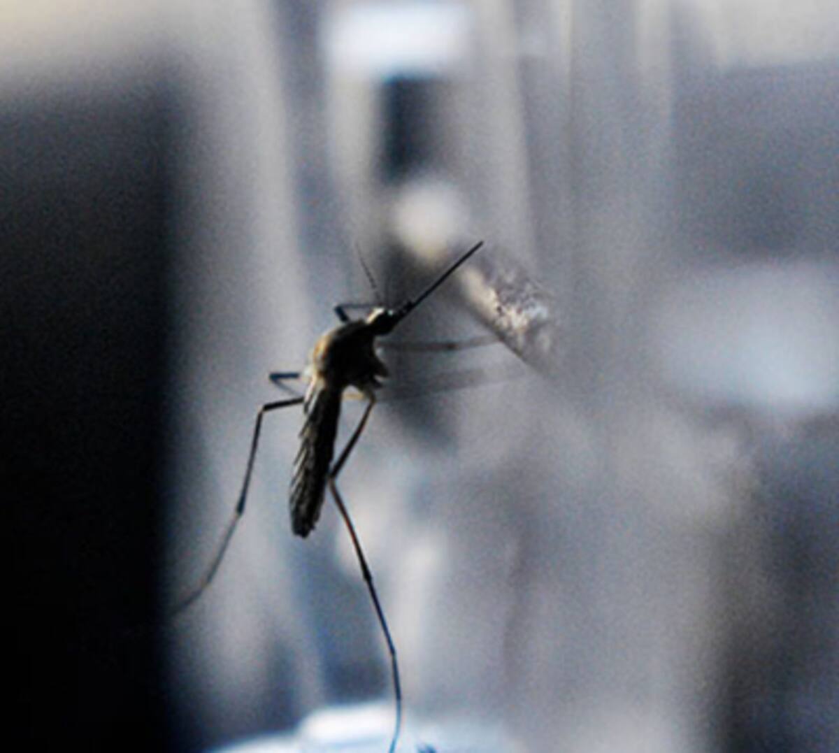 Bucaramanga está en alerta por el dengue hemorrágico.