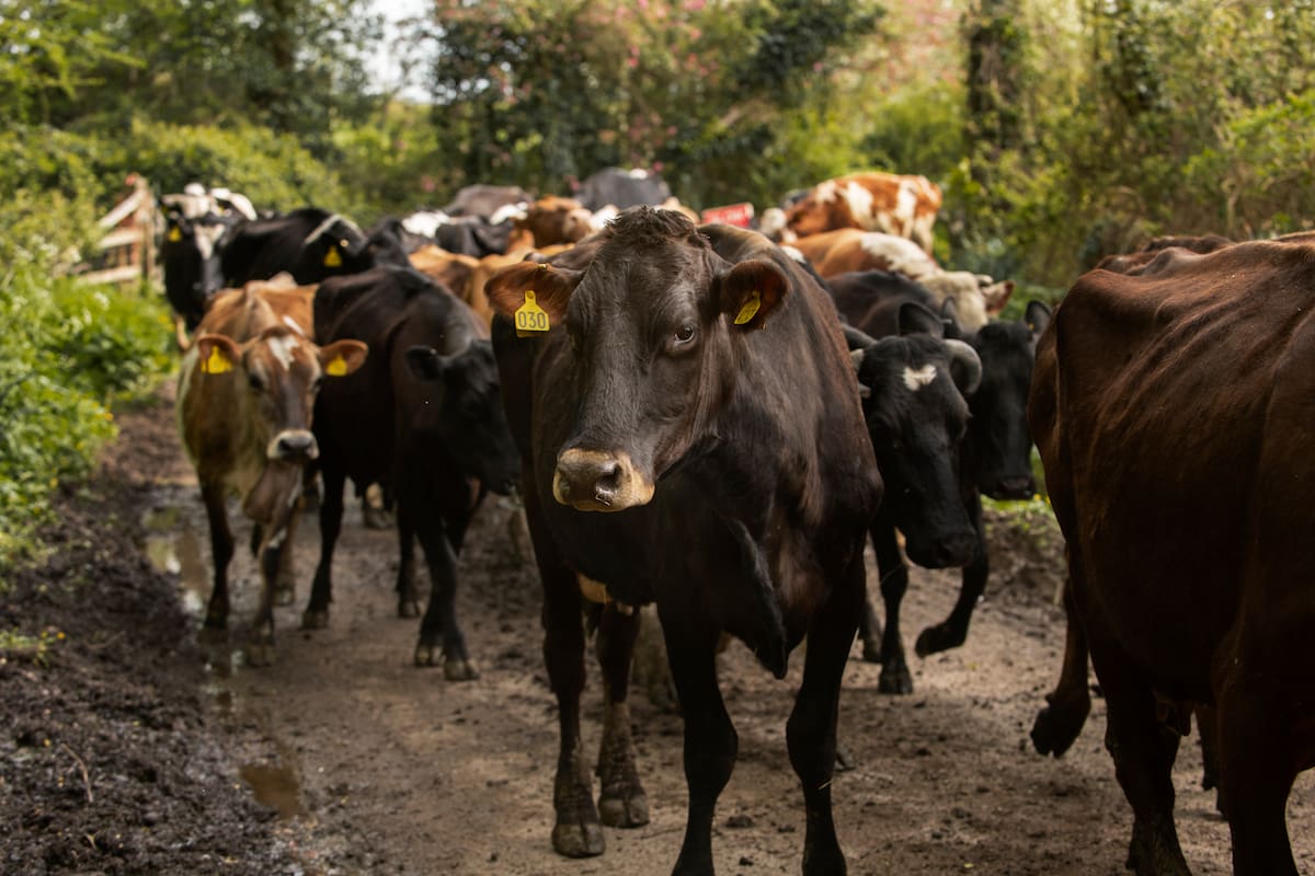 La revolución del campo no está en más ganado, sino en más especies