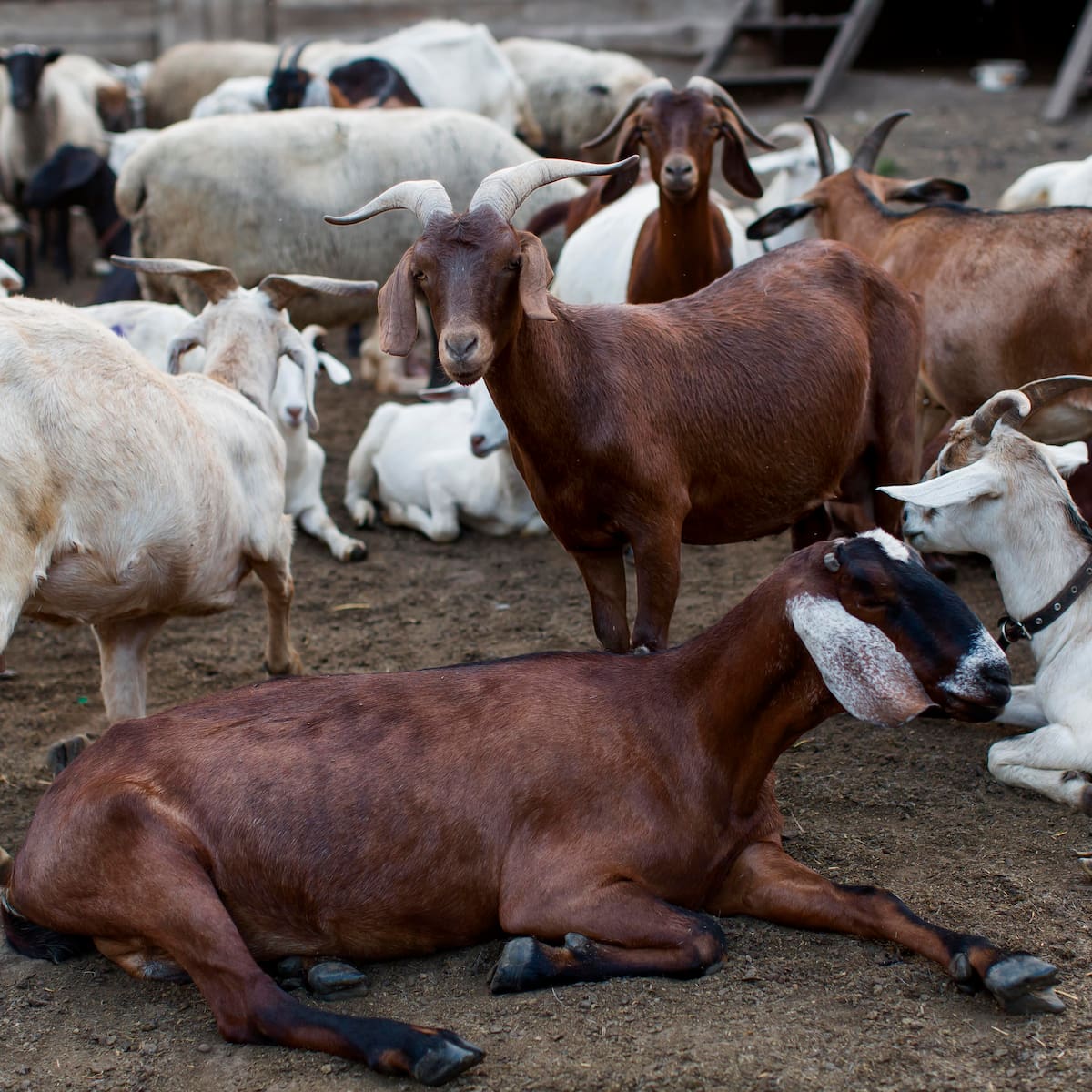 La revolución del campo no está en más ganado, sino en más especies