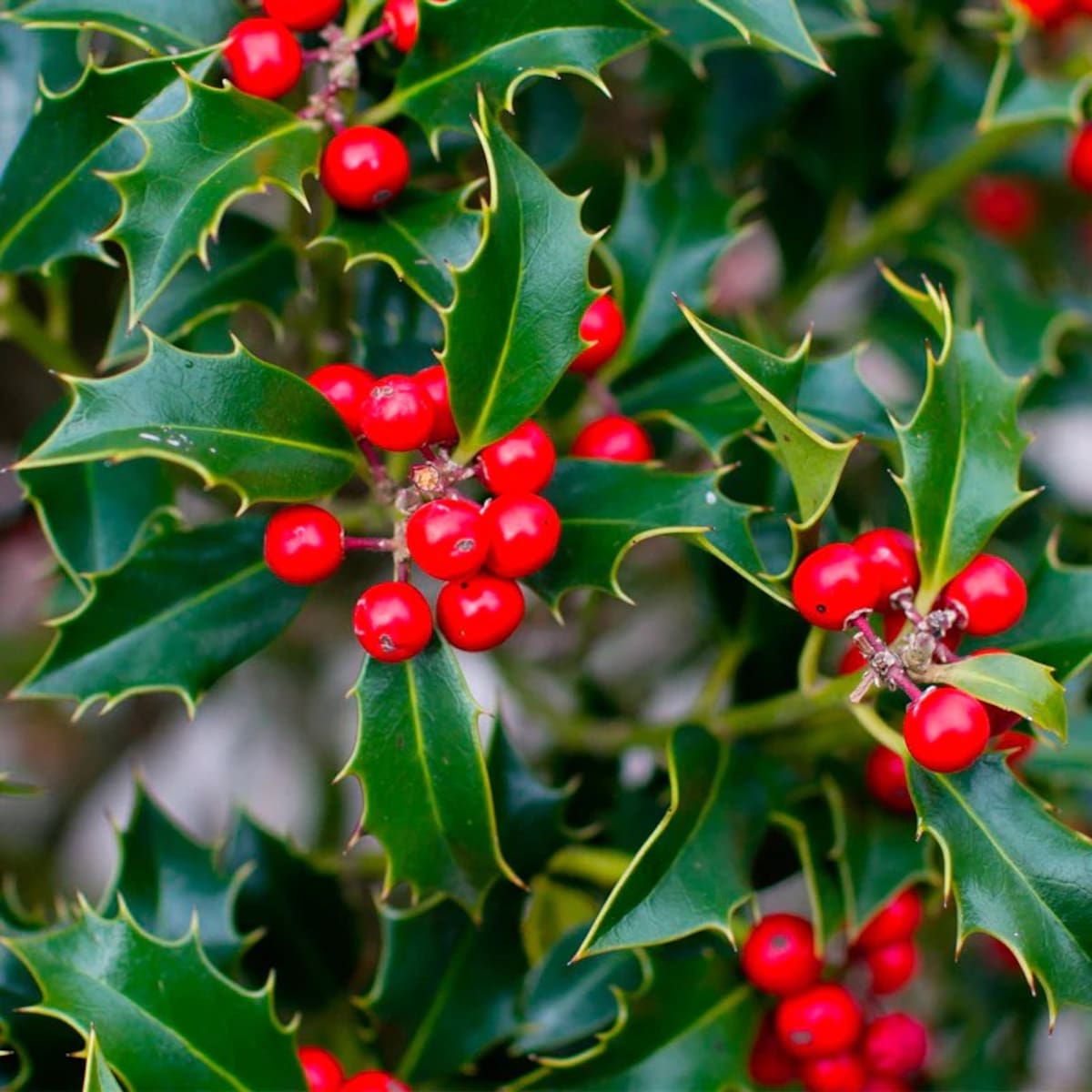 Plantas de Navidad que pueden afectar a las mascotas: cómo reconocerlas, sus riesgos y qué hacer ante una intoxicación. / Tomada de iStock