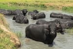 Muerte de búfalos en caños de Barrancabermeja enciende nueva alerta ambiental