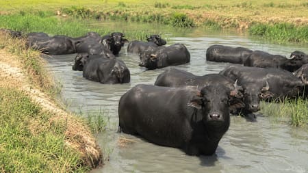 Muerte de búfalos en caños de Barrancabermeja enciende nueva alerta ambiental