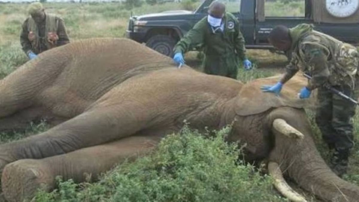Al menos 19 elefantes han muerto en Amboseli, Kenia, tras presentar dificultades para caminar, respirar y mantenerse en pie. Autoridades investigan si se trata de una enfermedad, intoxicación u otra causa.