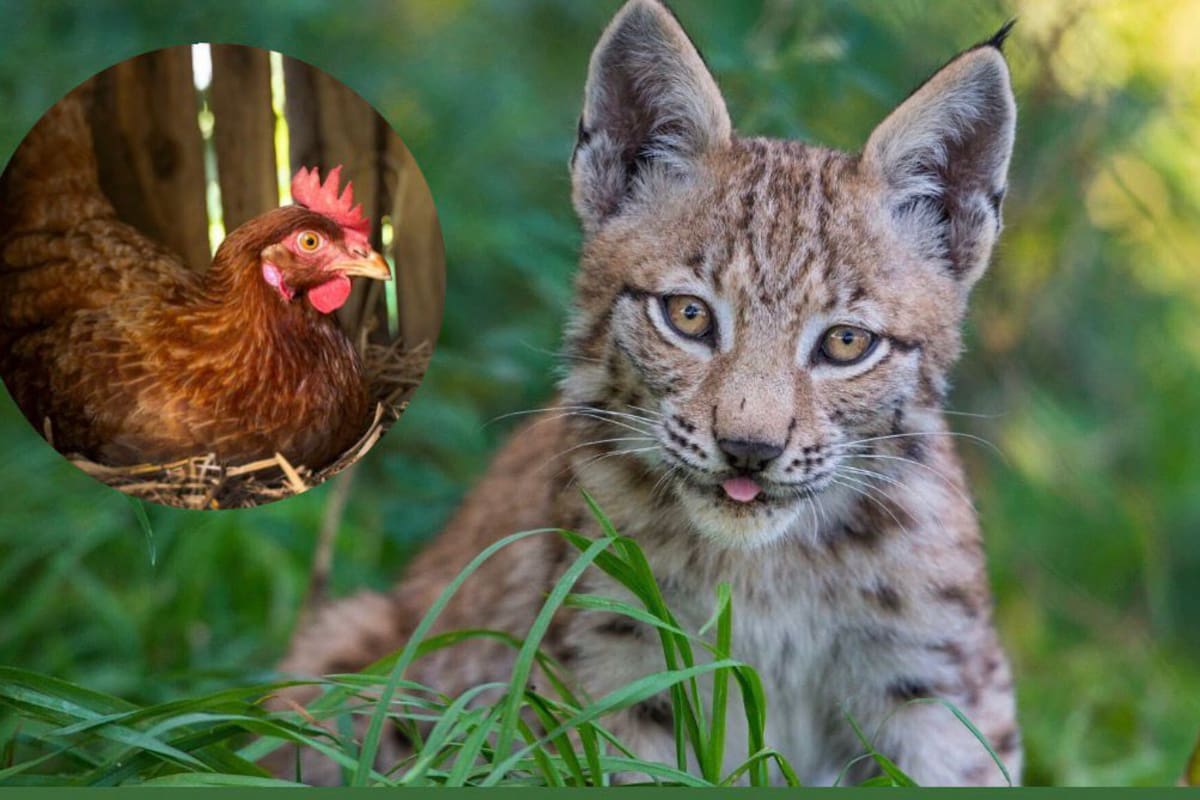 Una mujer de 62 años fue condenada en Francia tras matar a golpes con un palo a un lince (especie protegida) que había entrado a su jardín para atacar a una de sus gallinas. Deberá pagar una millonaria multa y enfrentará prisión.
