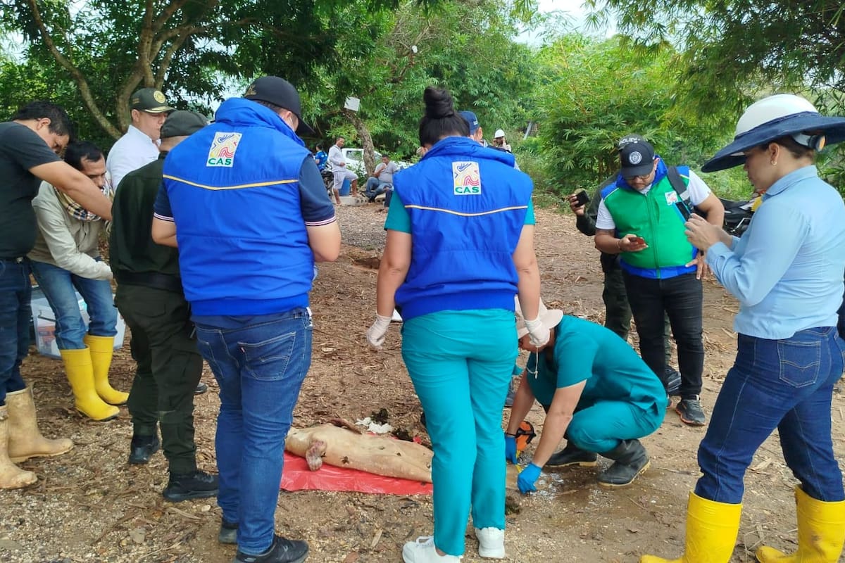 El manatí neonato fue hallado muerto en la ciénaga San Silvestre, en el sector conocido como Kikelandia.
Suministrada/Vanguardia