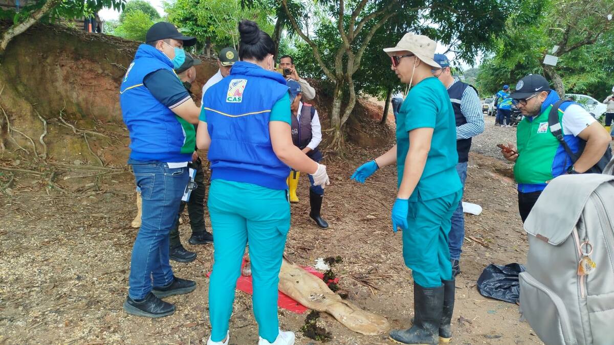 El manatí neonato fue hallado muerto en la ciénaga San Silvestre, en el sector conocido como Kikelandia.
Suministrada/Vanguardia