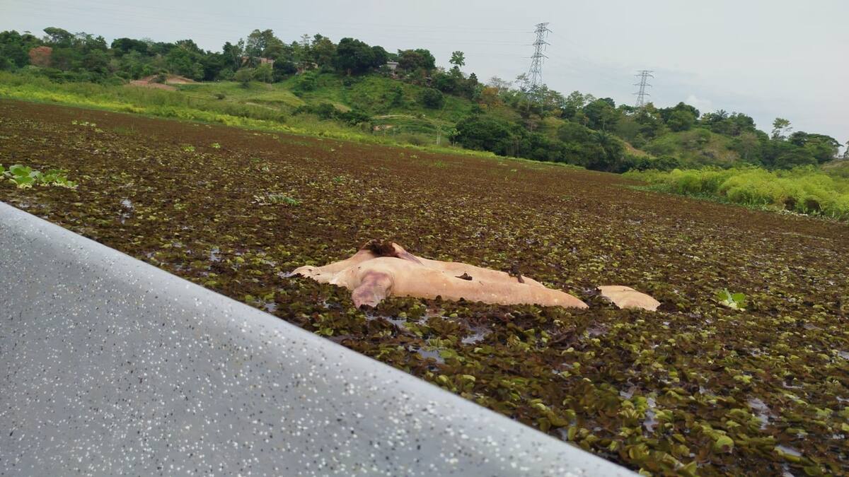 El manatí neonato fue hallado muerto en la ciénaga San Silvestre, en el sector conocido como Kikelandia.
Suministrada/Vanguardia