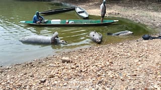 ¿Qué pasó con los cuatro manatíes muertos en Barrancabermeja? Es la primera vez que hallan tantos sin vida