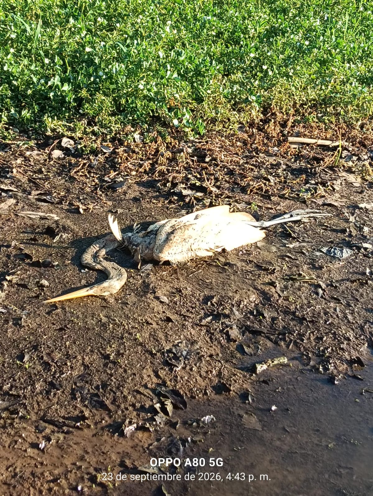 La CAS realizó una jornada de toma de muestras en el Caño San Silvestre, luego del hallazgo de cuatro manatíes muertos y nuevos reportes de fauna sin vida en la zona.
Suministrada/Vanguardia