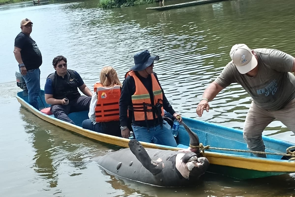 La CAS realizó una jornada de toma de muestras en el Caño San Silvestre, luego del hallazgo de cuatro manatíes muertos y nuevos reportes de fauna sin vida en la zona.
Suministrada/Vanguardia