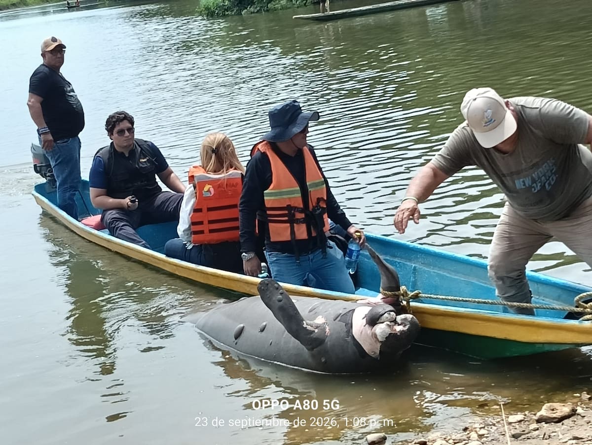 La CAS realizó una jornada de toma de muestras en el Caño San Silvestre, luego del hallazgo de cuatro manatíes muertos y nuevos reportes de fauna sin vida en la zona.
Suministrada/Vanguardia