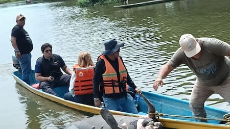 Muerte de manatíes en Barrancabermeja: Procuraduría pone la lupa sobre la respuesta institucional