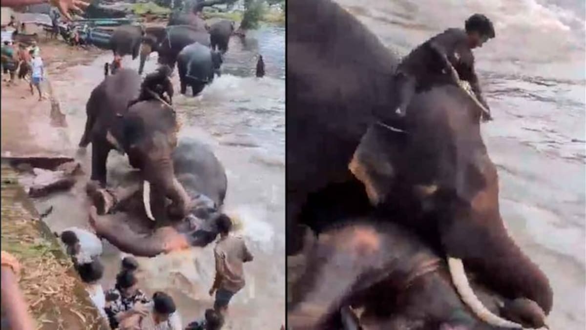 Una turista perdió la vida tras ser aplastada por un elefante frente a su familia en la India.