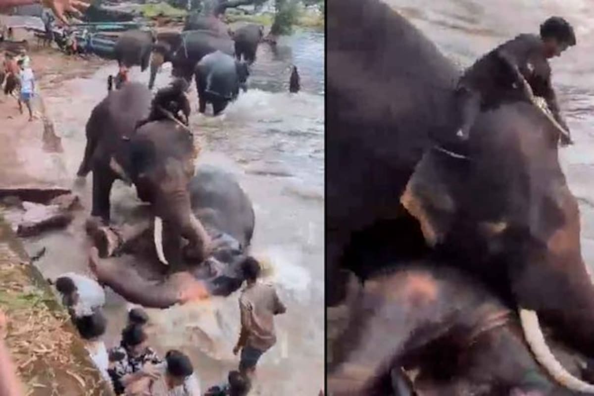 Una turista perdió la vida tras ser aplastada por un elefante frente a su familia en la India.