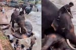 Tragedia en la India: turista muere aplastada por un elefante en un río