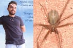 Murió en Italia un joven por la picadura de una venenosa araña violinista