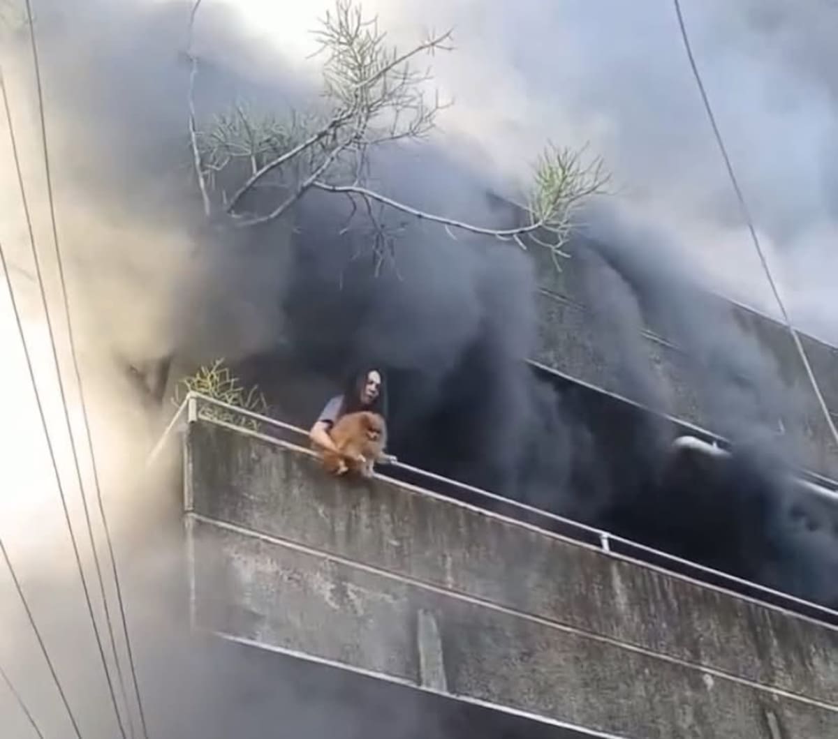 Una mujer lanzó a sus perros desde el balcón de su casa que se estaba incendiando en Filipinas, para salvarlos.