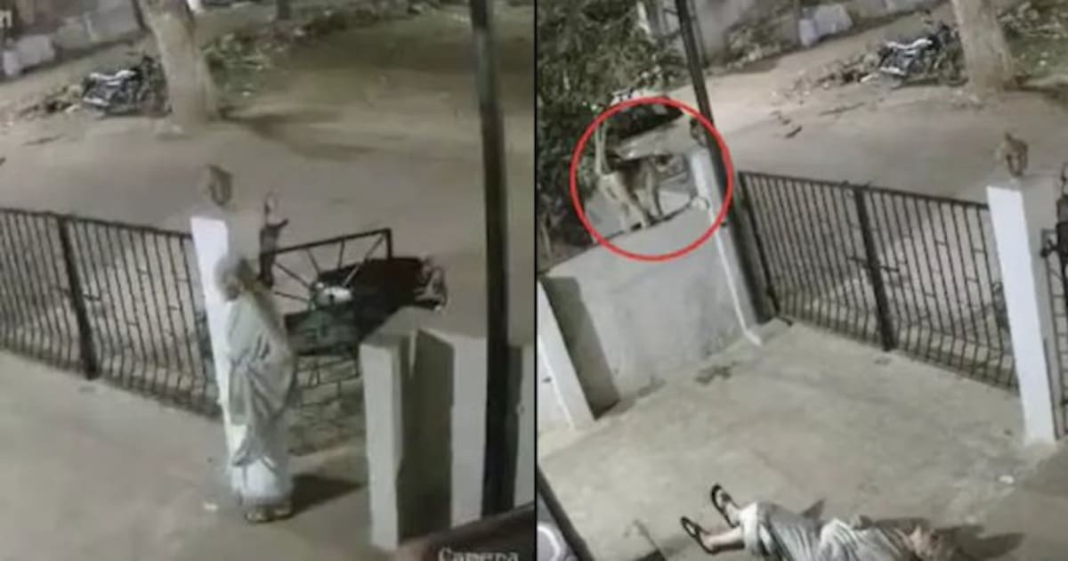 Mujer de 91 años muere en India tras ser empujada por un mono frente a su vivienda. El ataque quedó grabado por una cámara de seguridad.