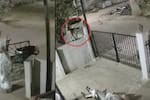 Video captó muerte de adulta mayor tras ser atacada por mono en su casa: hija resultó herida