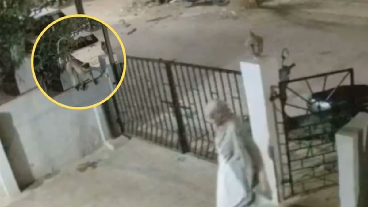 Una mujer de 91 años muere tras ser atacada por un mono; era esposa de reconocido escritor en la India.