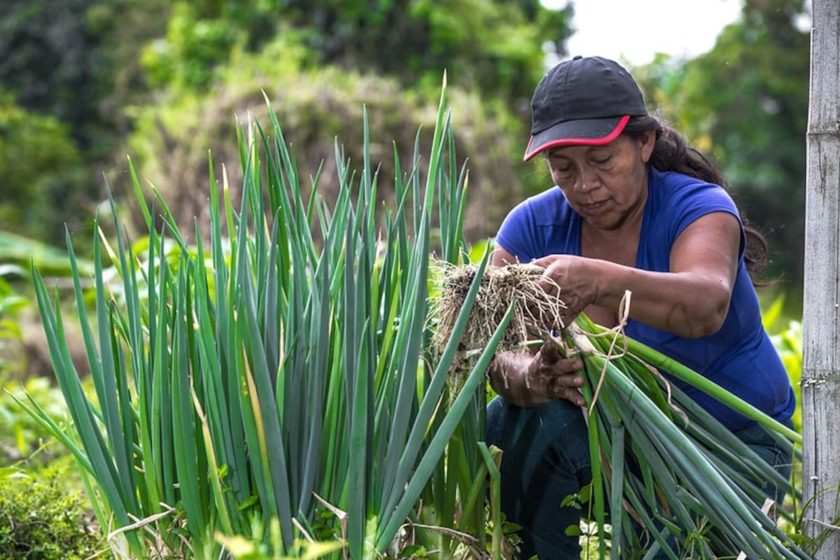 La desigualdad en el empleo, el acceso a la tierra y la financiación limita la autonomía económica de las mujeres rurales. Según cifras citadas por la Fundación WWB Colombia, el 93,4 % realiza trabajo no remunerado y solo el 5,43 % del dinero desembolsado en créditos agropecuarios durante 2025 llegó a ellas.