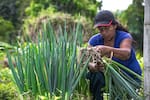 Mujeres rurales en Colombia: enfrentan jornadas de 14 horas y brechas económicas