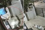 Adulta mayor murió tras ataque de un mono en su casa: quedó en video