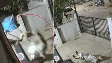 Adulta mayor murió tras ataque de un mono en su casa: quedó en video