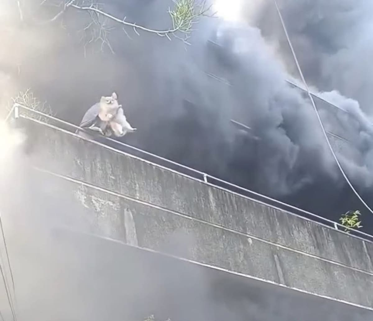 Una mujer en Filipinas demostró gran valentía al salvar a sus perros de un incendio.
