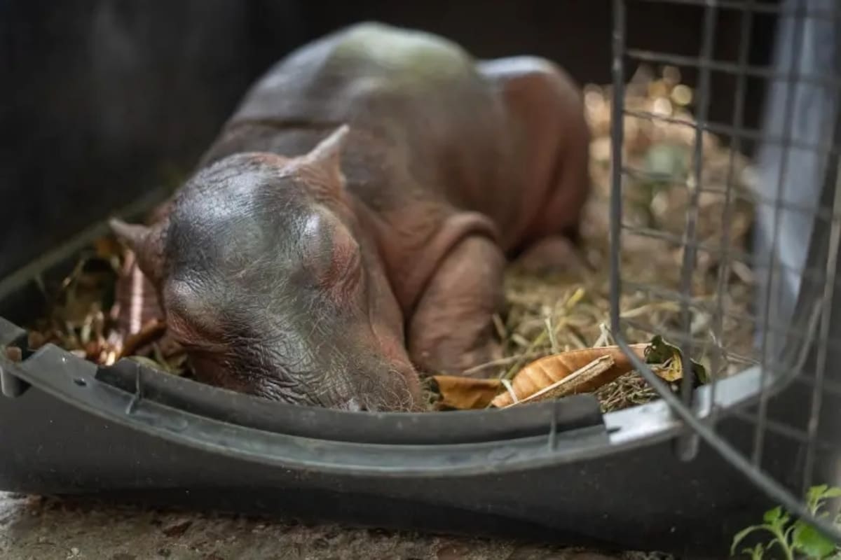 Murió la bebé hipopótamo rescatada en el Magdalena Medio. | Foto: El Colombiano.