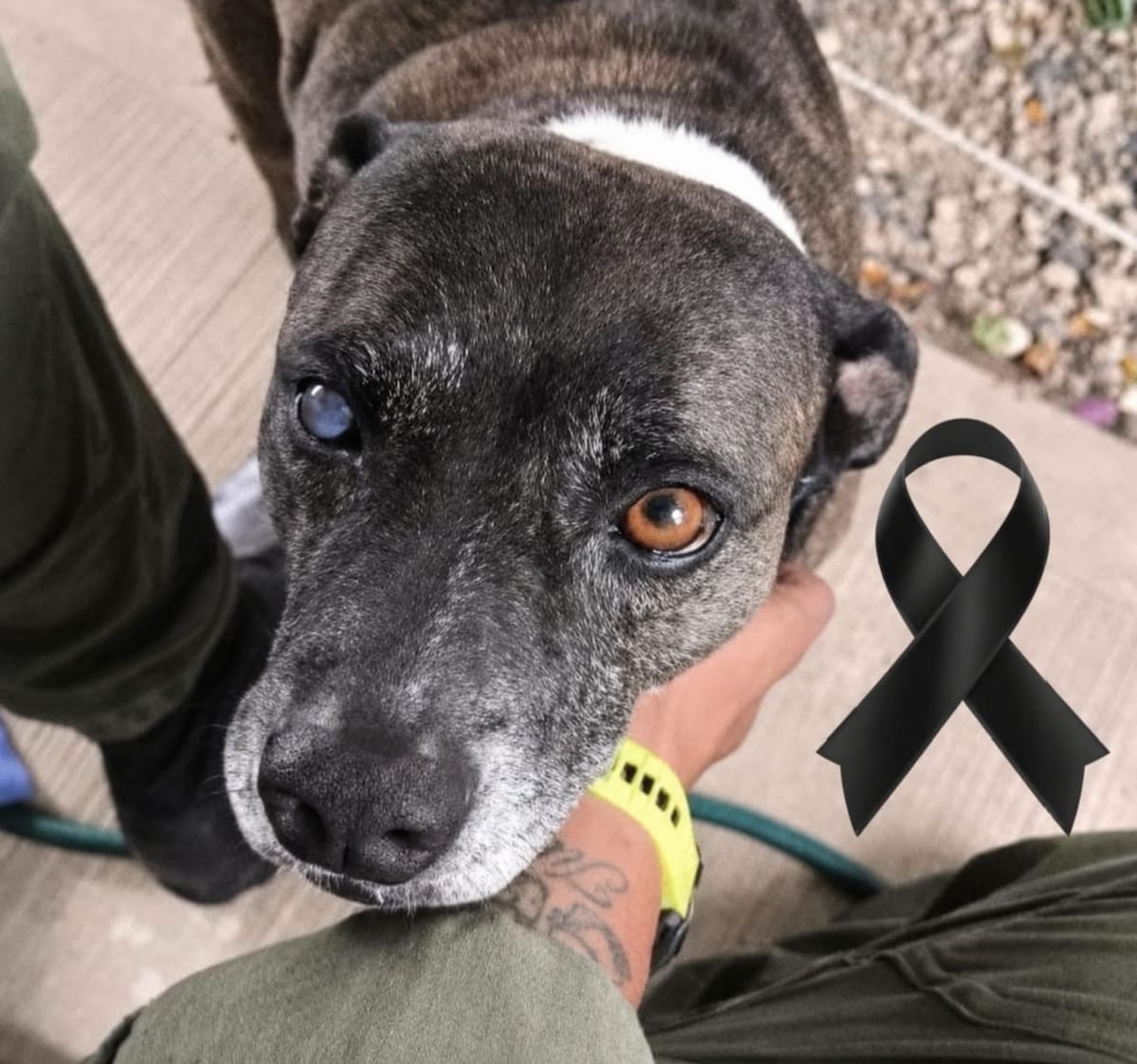 Negra, la perrita que murió tras atentado terrorista contra el comando de Policía de Norte de Santander | Cortesía