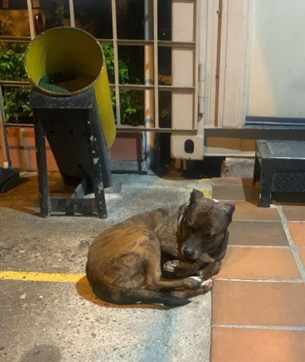 Negra, la perrita que murió tras atentado terrorista contra el comando de Policía de Norte de Santander | Cortesía