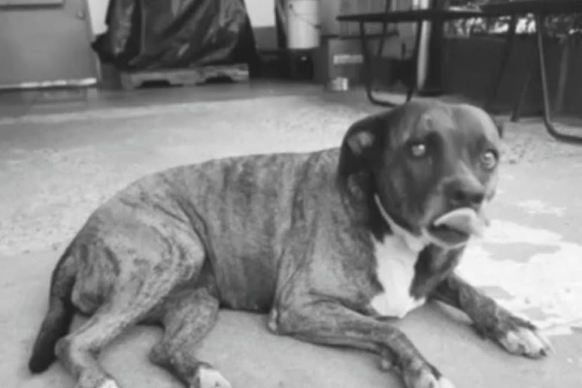 Negra, la perrita que murió tras atentado terrorista contra el comando de Policía de Norte de Santander | Foto Cortesía