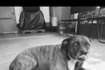 Negra, la perrita que murió tras atentado terrorista contra el comando de Policía de Norte de Santander