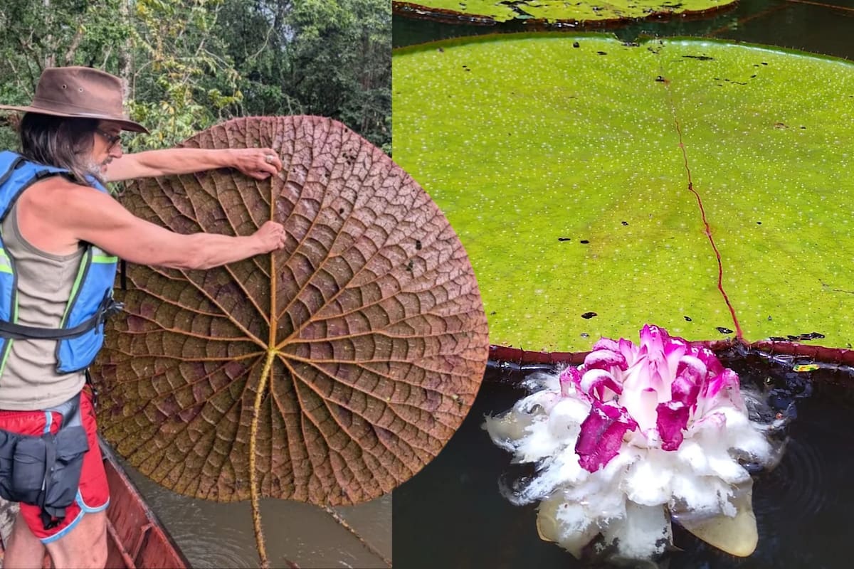 El fascinante descubrimiento de un nenúfar gigante en Sudamérica. Foto: Composición VANGUARDIA