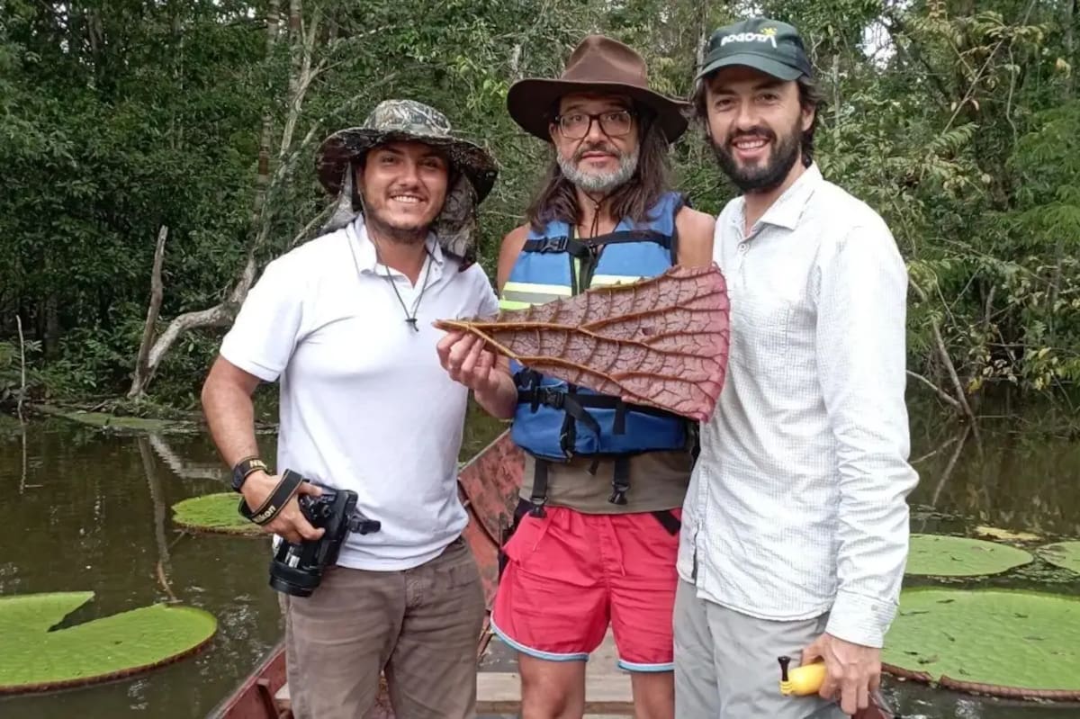 El equipo encontró la nueva especie de Victoria gracias a una imagen publicada en Instagram. Foto: Pedro Luis Álvarez