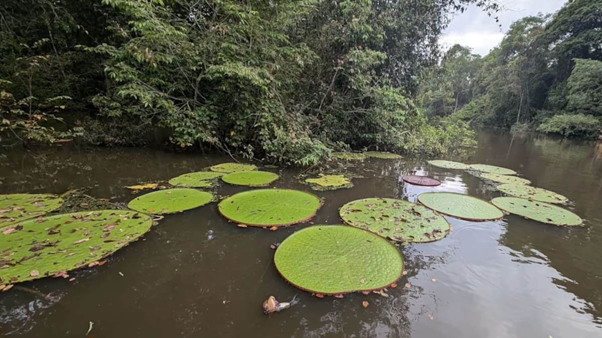 La Victoria colombiana fue descubierta por casi un golpe de suerte. Foto: Carlos Magdalena