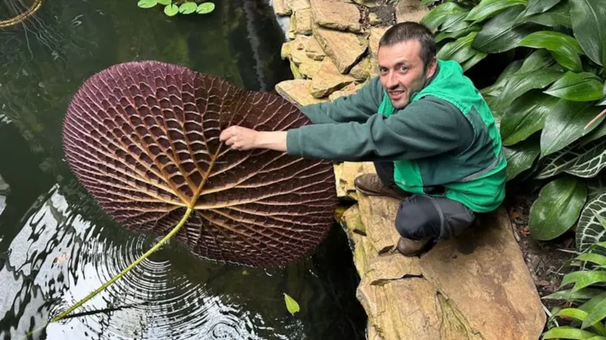 Mauricio Bernal, investigador del Jardín Botánico de Bogotá con una especie amazónica. Foto: José Carlos Cueto / BBC News Mundo