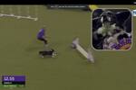 El video de la primera perrita criolla en ganar prestigiosa competencia le alegrará el día