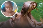 Hipopótamo devora a un niño y lo escupe tras ser apedreado: Increíble milagro